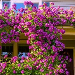6 Months Old Climbing Rose Live Plant, Well Rooted 5-9 Tall, No Leaf, Ready to Plant Indoor Outdoor, Climber Rose Bush, Hybrid Tea Rose Like, Very Fragrant, Long Bloomer (Purple Striped)