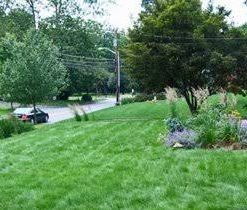 Alternative view of Eco-Lawn Grass Seed Blend Low Maintenance Lawn – 5lb Bag